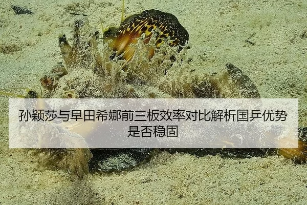 孙颖莎与早田希娜前三板效率对比解析国乒优势是否稳固
